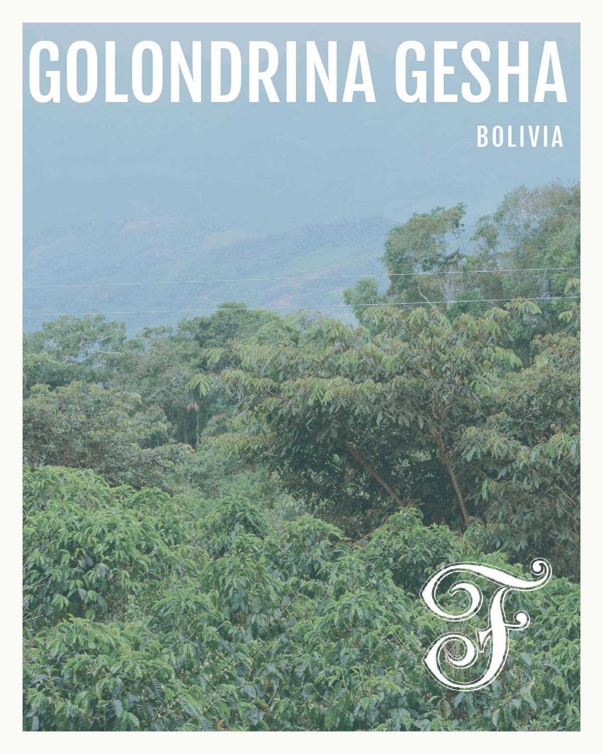 Bolivia Golondrina Gesha